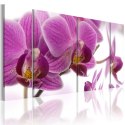 Obraz 3-częściowy - Fioletowe Orchidee
