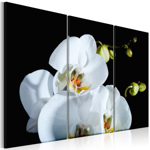 Obraz - Śnieżnobiała orchidea Obraz - Śnieżnobiała orchidea