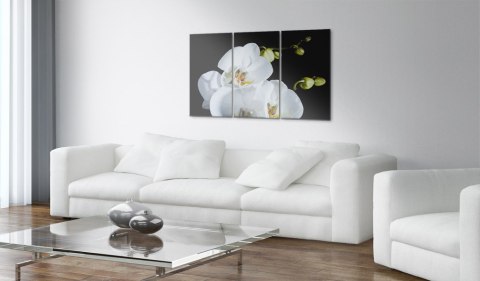 Obraz - Śnieżnobiała orchidea Obraz - Śnieżnobiała orchidea
