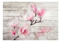 Fototapeta - Delikatność Magnolii