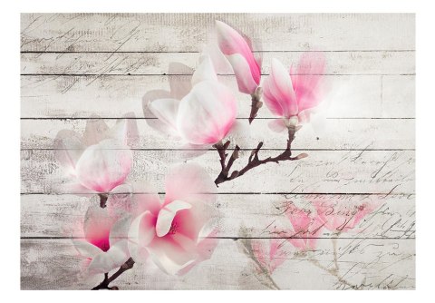 Fototapeta - Delikatność Magnolii Fototapeta - Delikatność Magnolii