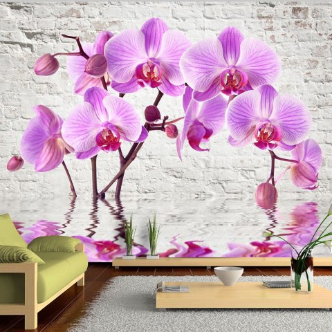 Fototapeta - Fioletowa Orchidea, Mur Fototapeta - Fioletowa Orchidea, Mur