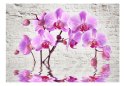 Fototapeta - Fioletowa Orchidea, Mur