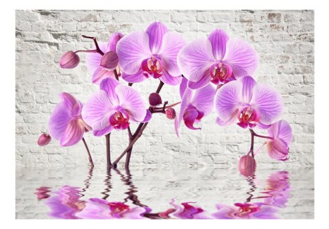 Fototapeta - Fioletowa Orchidea, Mur Fototapeta - Fioletowa Orchidea, Mur