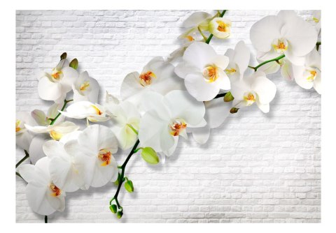 Fototapeta - Miejska orchidea Fototapeta - Miejska orchidea