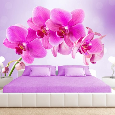 Fototapeta - Różowa orchidea 3D Fototapeta - Różowa orchidea 3D
