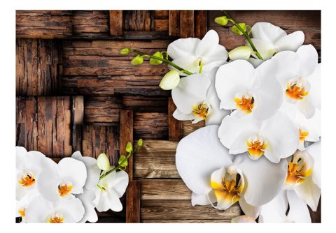 Fototapeta - Kwitnące orchidee Drewno Fototapeta - Kwitnące orchidee Drewno
