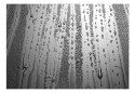 Fototapeta - Szare krople, Nowoczesna