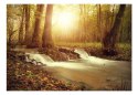 Fototapeta - Sepia, strumień w lesie