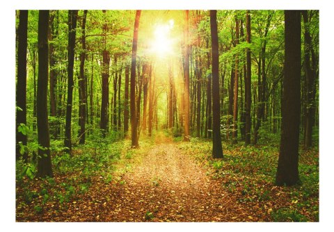 Fototapeta - Ścieżka w lesie, Natura Fototapeta - Ścieżka w lesie, Natura