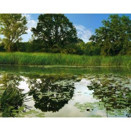 Fototapeta - Drzewo, jezioro, natura