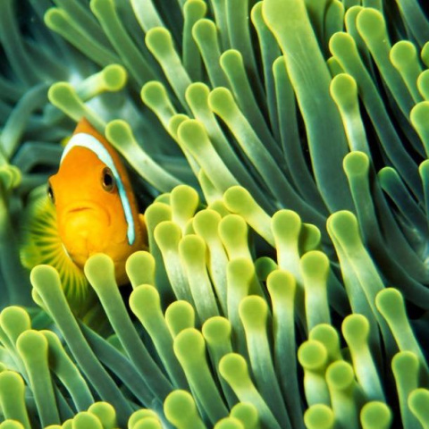 Fototapeta - Anemonefish