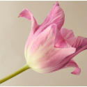 Fototapeta - Elegancki Różowy Tulipan