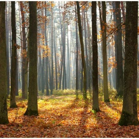Fototapeta - Jesień, Las 3D, iluzja Fototapeta - Jesień, Las 3D, iluzja