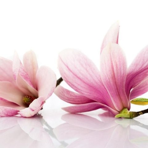 Fototapeta - Kwiat magnolii, Jasna Fototapeta - Kwiat magnolii, Jasna