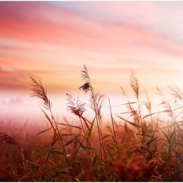 Fototapeta - Łąka o świcie, natura