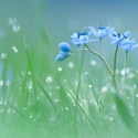 Fototapeta - Niebieskie kwiaty Natura