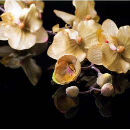 Fototapeta - Orchidee Ecru, Czerń
