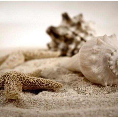 Fototapeta - Plaża i muszelka Fototapeta - Plaża i muszelka