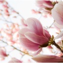 Fototapeta - Różowa magnolia