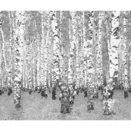 Fototapeta - Brzozowe zacisze