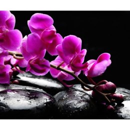 Fototapeta - Fioletowe Orchidee