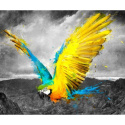 Fototapeta - Exotic parrot, Papuga