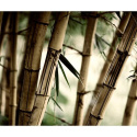 Fototapeta - Las Bambusowy, Natura
