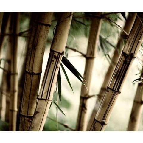 Fototapeta - Las Bambusowy, Natura Fototapeta - Las Bambusowy, Natura
