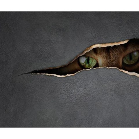 Fototapeta - Kocie spojrzenie