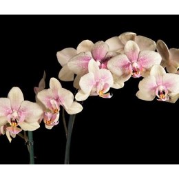 Fototapeta - Kwitnąca orchidea