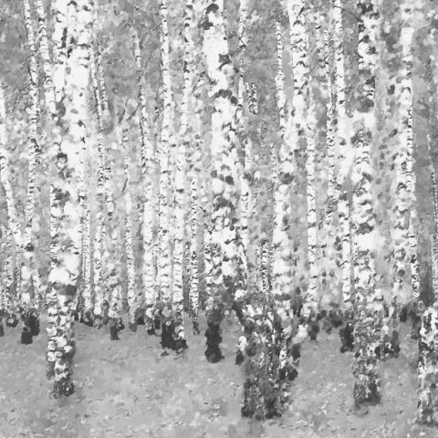 Fototapeta - Czarno-białe brzozy, las Fototapeta - Czarno-białe brzozy, las