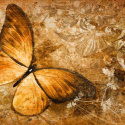 Fototapeta - Duży motyl, brąz, sepia