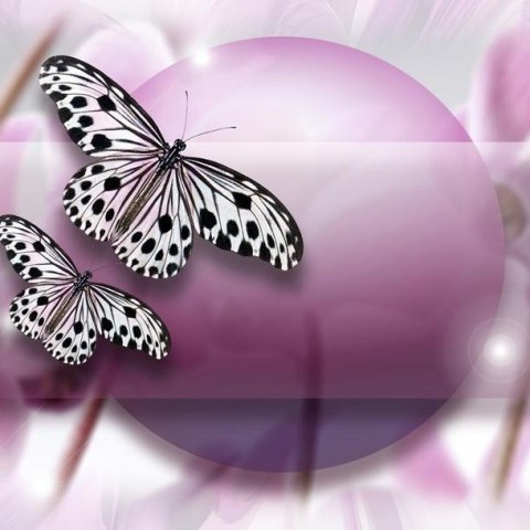Fototapeta - Fioletowa, motyle 3D