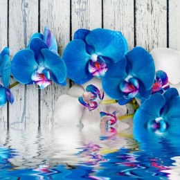 Fototapeta - Kobaltowa orchidea