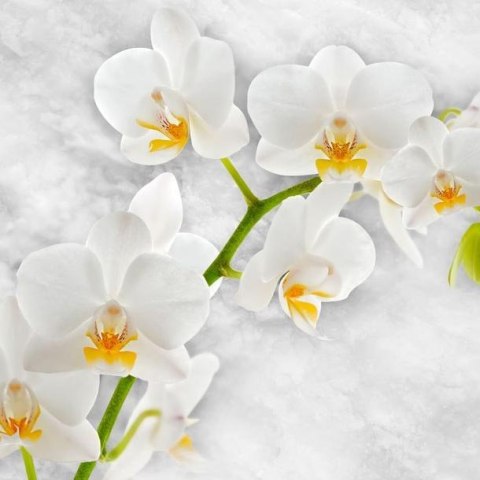 Fototapeta - Liryczna orchidea - biel