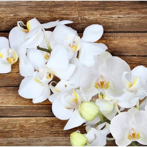 Fototapeta - Orchidea na drewnie Fototapeta - Orchidea na drewnie