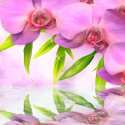 Fototapeta - Orchidee w kolorze lila