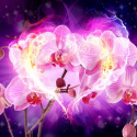 Fototapeta - Orchidee w płomieniach