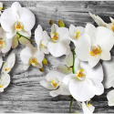 Fototapeta - Oziębłe orchidee III