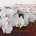 Fototapeta - Pamiętnik i orchidea