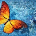 Fototapeta - Pomarańczowy Motyl, Blue