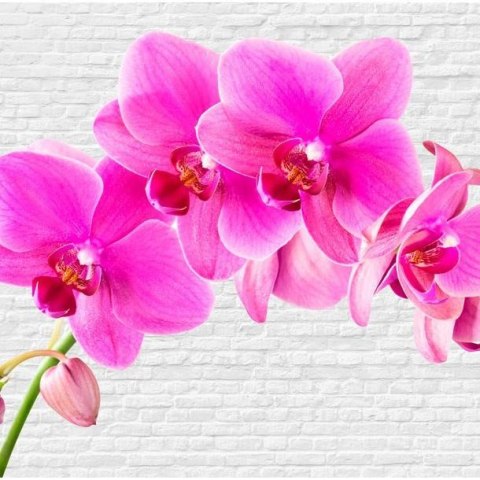Fototapeta - Różowe orchidee i biel Fototapeta - Różowe orchidee i biel