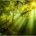 Fototapeta - Słońce, Las i Natura