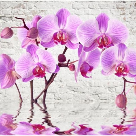 Fototapeta - Fioletowa Orchidea, Mur Fototapeta - Fioletowa Orchidea, Mur