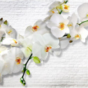 Fototapeta - Miejska orchidea