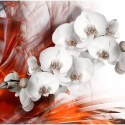 Fototapeta - Orchidea w ogniu II