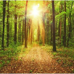 Fototapeta - Ścieżka w lesie, Natura