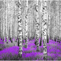 Fototapeta - Wrzosy, las brzozowy