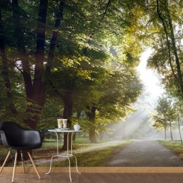 Fototapeta - Ścieżka, Drzewa, Natura